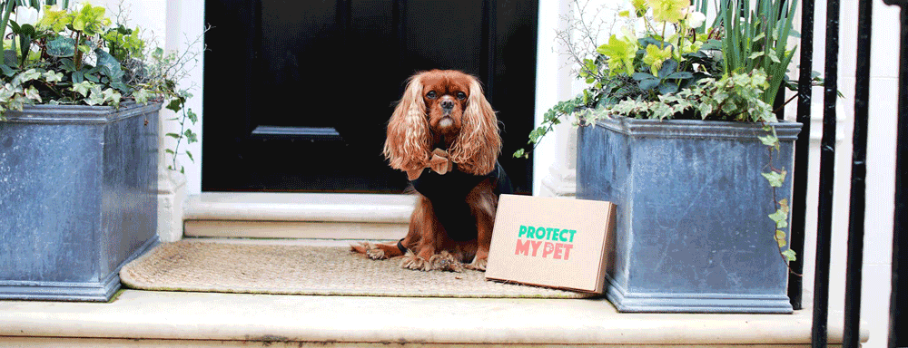 Protect My Pet